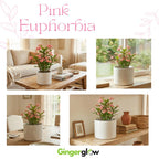 2-Plant Set Pink Euphorbia Milii Live Plant | Crown of Thorns Houseplant | 4 to 8 Inch Tall, Easy to Grow Indoor or Outdoor Decorative Plant, Home Office, Patio Garden