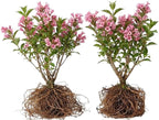 2 Pink Weigela Live Plants | 1-2 Feet Tall Bare Root Seedlings | Vibrant Pink Flowering Deciduous Shrub for Backyard and Landscape | Well-Rooted
