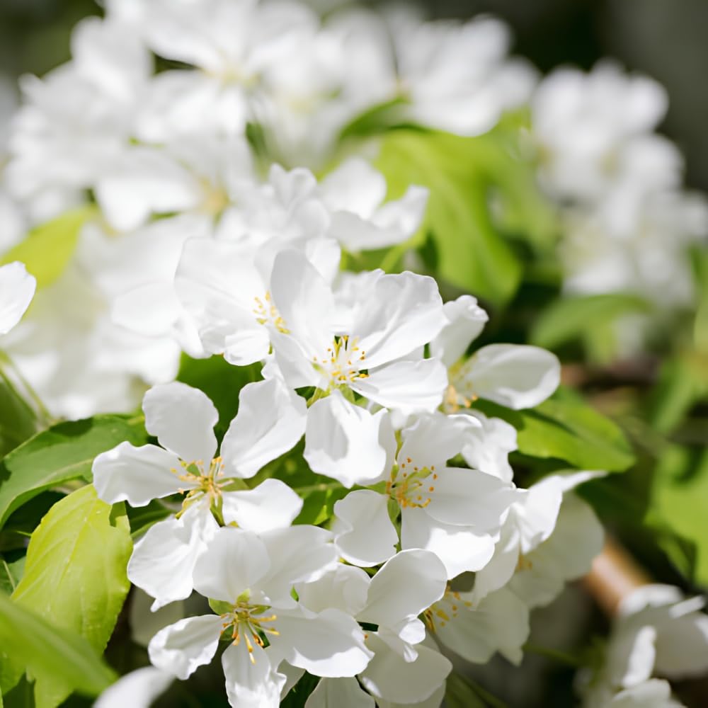 Mock Orange Shrub, 4-6" Potted Plant Starter, High-Vigor Cold-Hardy Bush for Backyard Gardens, Beautiful White Blossoms & Growth Habit