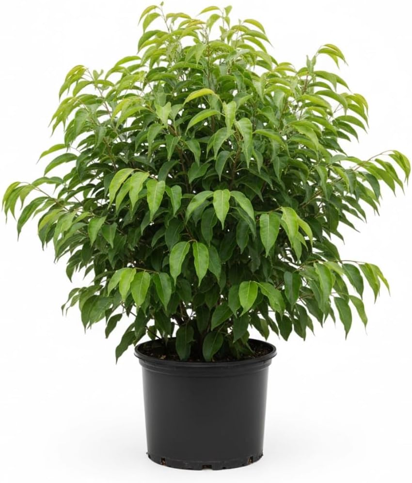 Hosui Asian Pear Trees Live Plants| 2.5–3 Ft Live Potted Tree | Sweet Juicy Fruit Tree for Indoor & Outdoor Spaces | No Ship to CA,HI,AK