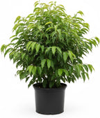 Hosui Asian Pear Trees Live Plants| 2.5–3 Ft Live Potted Tree | Sweet Juicy Fruit Tree for Indoor & Outdoor Spaces | No Ship to CA,HI,AK