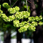 Live Siberian Elm Trees 6-12 Inc | Fast-Growing Elm Tree for Privacy Screens, Boundary Rows & Garden Landscaping | Easy to Grow