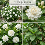(No Ship to CA,HI,AK) Duke Jasmine Live Plant in 2 Gallon Pot, Vigorous Fragrant Flowering Shrub with Double White Blooms, Sturdy Low Maintenance Plant for Patios & Home Landscapes
