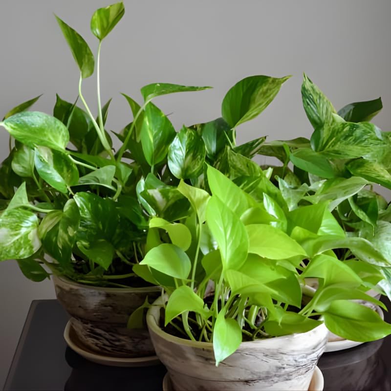 Golden Pothos Plant Live, 6 Inch Pot, Potted Ivy Plant Indoor, Long Trailing Vine for Home and Office Décor