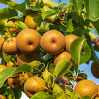 (No Ship to CA, HI, AK) Korean Giant Asian Pear | 3 Gallon Pot | 30-36 Inches Tall Live Fruit Tree | High-Yielding Crisp Sweet Fruit | Low Maintenance Tree for Landscapes