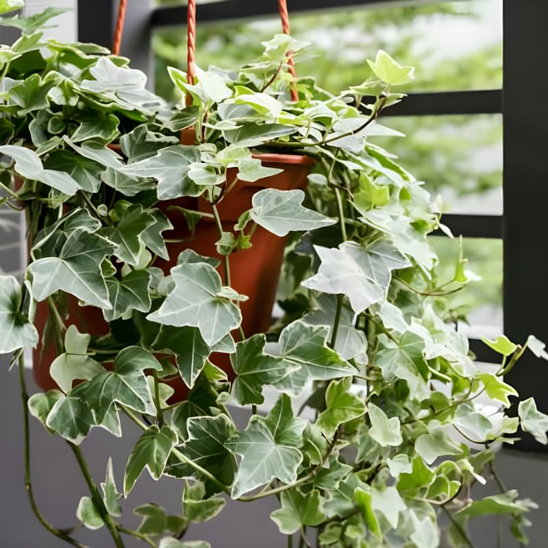 Glacier English Ivy Indoor Plant in 4” Inch Pot | Hardy Variegated English Ivy Live Plant for Home & Office Greenery | Low-Maintenance Glacier Ivy Houseplant for Desks, Windowsills & Hanging Displays