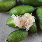 Green Finger Lime Trees Live Plants | 2.5–3 Feet Live Potted Citrus Tree | Citrusy Juicy Fruit for Cooking, Juicing & Home Gardening | No Ship to CA,HI,AK