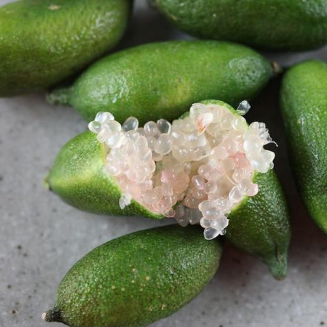 Green Finger Lime Trees Live Plants | 2.5–3 Feet Live Potted Citrus Tree | Citrusy Juicy Fruit for Cooking, Juicing & Home Gardening | No Ship to CA,HI,AK