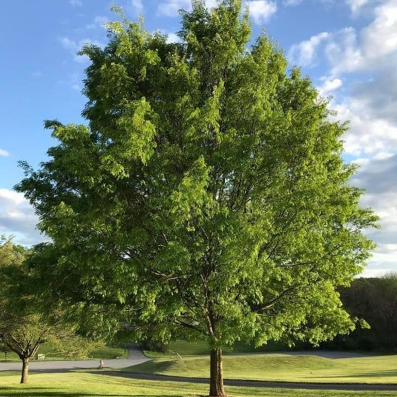 10 Chinese Elm Trees for Planting | Fast-Growing Cold Hardy Elm Tree for Landscaping | 1-2 Ft Tall Live Tree for Yard, Garden & Windbreaks