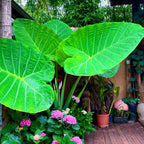 Elephant Ears Bulbs Grown Live Plant 1–2ft Tall | Colocasia Esculenta Tree for Outdoor Garden | Jungle-Style Landscaping & Shade Areas