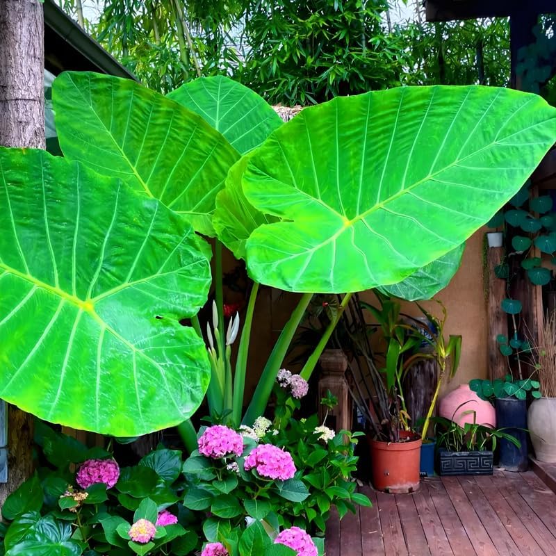 Elephant Ears Bulbs Grown Live Plant 1–2ft Tall | Colocasia Esculenta Tree for Outdoor Garden | Jungle-Style Landscaping & Shade Areas