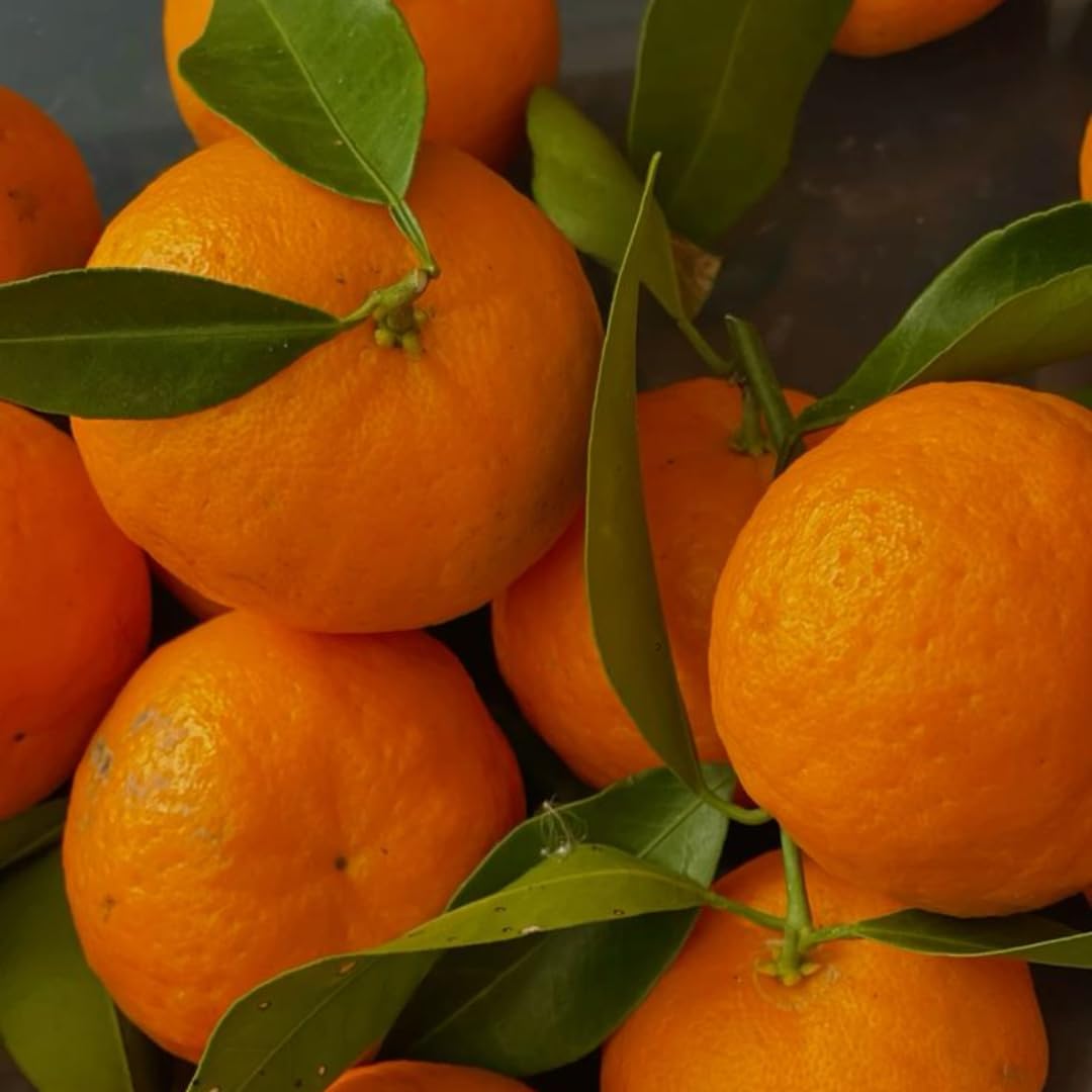 (No Ship to CA,HI,AK) Hamlin Orange Trees Live Plants| 1 Gallon Live Potted Citrus Plant | Sweet Juicy Fruit Tree for Indoor & Outdoor Spaces
