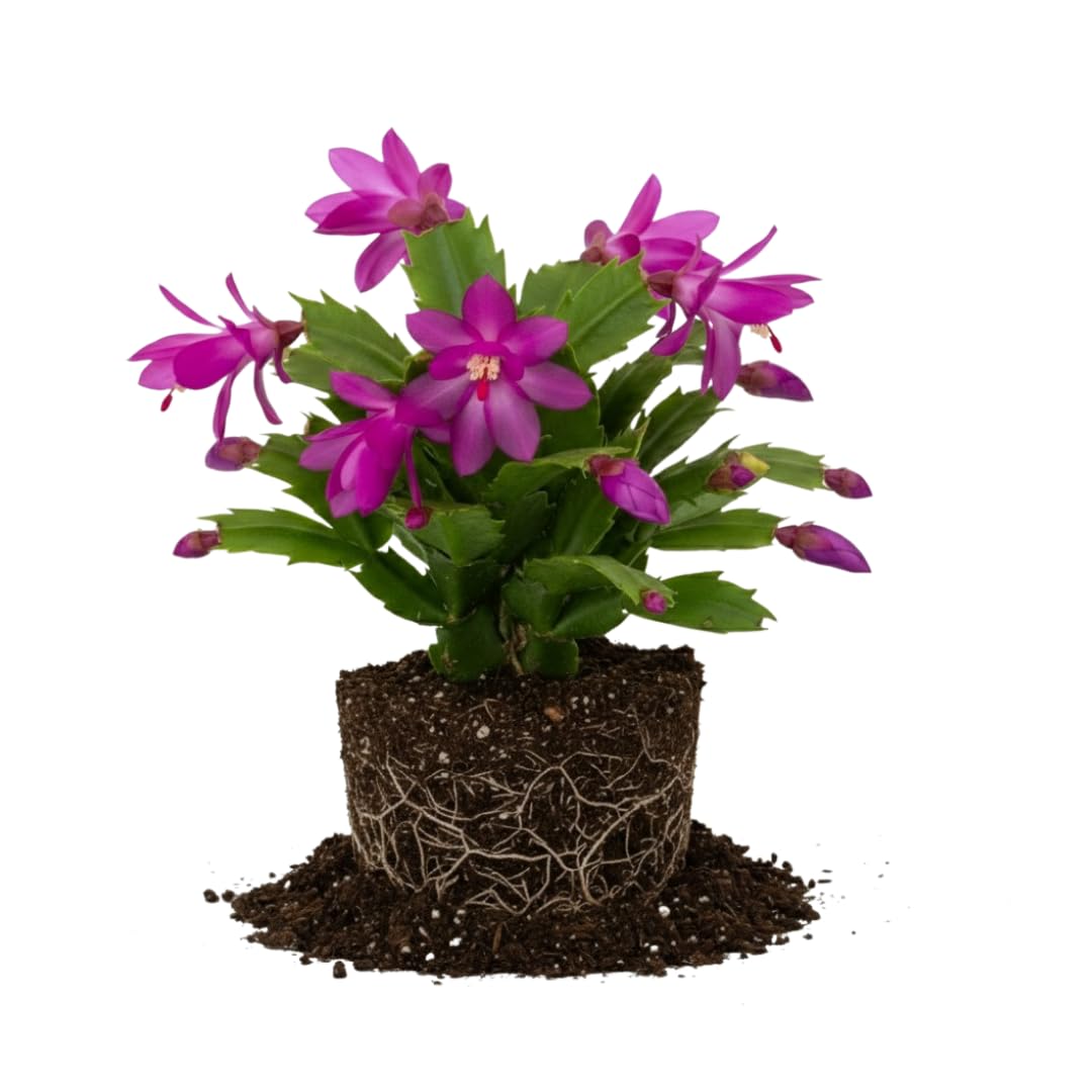 Exotic Red Christmas Cactus Plant Live| 4 to 7 Inch Tall Potted Indoor Decorative Plant for Home & Office | Live Christmas Cactus Plants Houseplants | Christmas Hanging Baskets for Outdoors