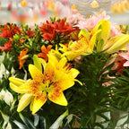 8 Assorted Oriental Lily Bulbs, Well-Rooted Plant Starters, Low Maintenance Flowering Bulbs for Sunny Outdoor Spots