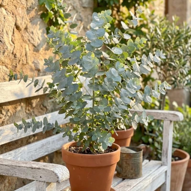 Live Silver Dollar Eucalyptus Plant, 6" Bare Root Starter Plant, Eucalyptus Cinerea Fast Growing Shrub, Well-Rooted Seedlings for Floral Arrangements and Décor
