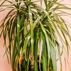 2 Dracaena Marginata Live Plant, Dragon Tree in 6 Inch Pot, Low-Maintenance Houseplants Live, Ideal Indoor Accent for Home & Office, Unique Gift for Plant Lovers
