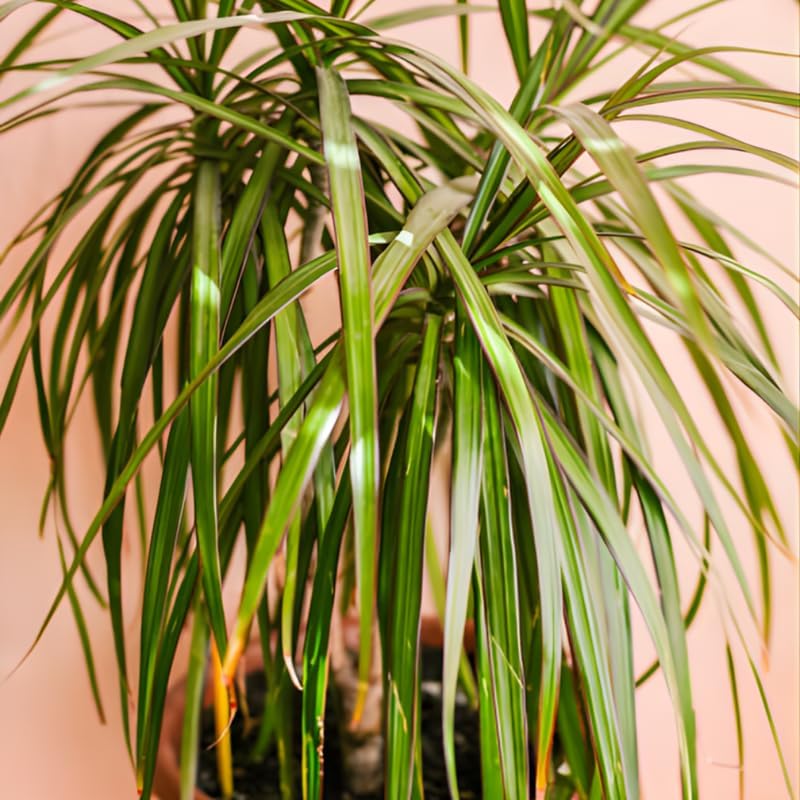 2 Dracaena Marginata Live Plant, Dragon Tree in 6 Inch Pot, Low-Maintenance Houseplants Live, Ideal Indoor Accent for Home & Office, Unique Gift for Plant Lovers