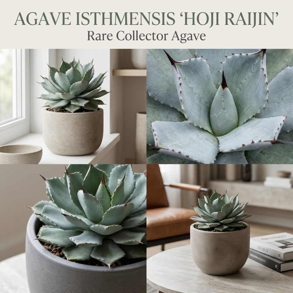 Variegated Agave Succulent Plant, 4" Pot, Robust Agave Isthmensis Hoji Raijin with Spiky Rosette, Sturdy Growth for Desks