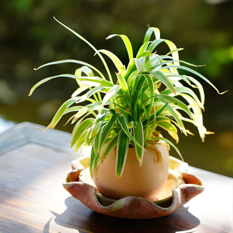 2 Curly Spider Plants Live House Plant, 2 Inch Pot Hanging Bonnie Spider Plant, Low Maintenance, Thrives in Home & Office, Perfect for Plant Enthusiasts, Easy to Grow