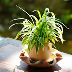 2 Curly Spider Plants Live House Plant, 2 Inch Pot Hanging Bonnie Spider Plant, Low Maintenance, Thrives in Home & Office, Perfect for Plant Enthusiasts, Easy to Grow