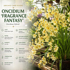 Oncidium Orchid Twinkle Live Plant, Fragrance Fantasy Oncidium Orchid Flower, Vibrant Blooming Houseplant for Indoor Decor, Home Office and Patio