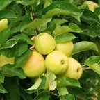 (No Ship to CA, HI, AK) Golden Delicious Apple Tree Live Plant in 3 Gallon Pot, Fast Growing Apple Trees Live Plants Ready to Fruit, Perfect for Home Backyard and Garden