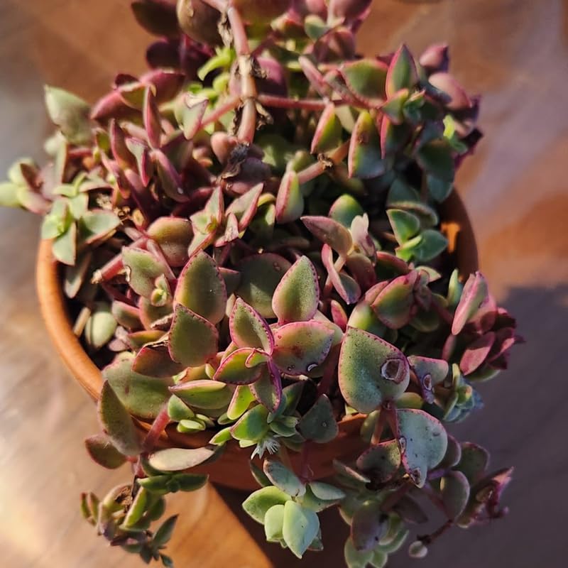 Pink Calico Kitten Hanging Plant Live in 6 Inch Pot | Variegated Trailing Crassula with Cascading Growth | Designed for Hanging Baskets, Window Spaces, and Plant Walls