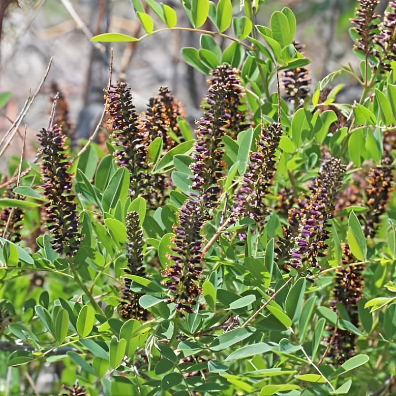 10 False Indigo Bush Live Plant | 1-2ft Bare Root Seedlings | Low Maintenance Native Deciduous Shrub | Well-Rooted Flowering Plant