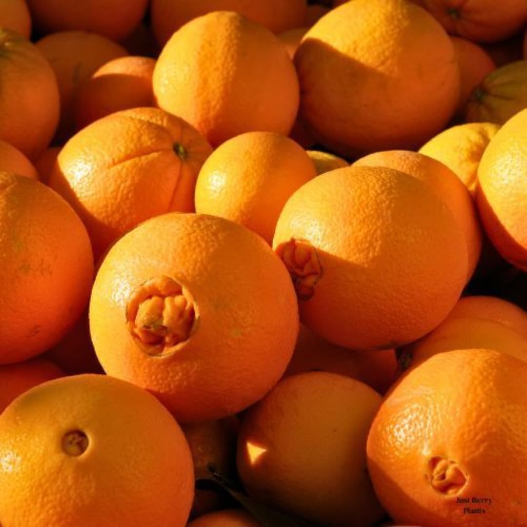 (No Ship to CA,HI,AK) Kishu Mandarin Oranges Tree Live Plant | 1 Gallon Live Potted Citrus Tree | Sweet Juicy Fruit for Cooking Juicing & Home Gardening