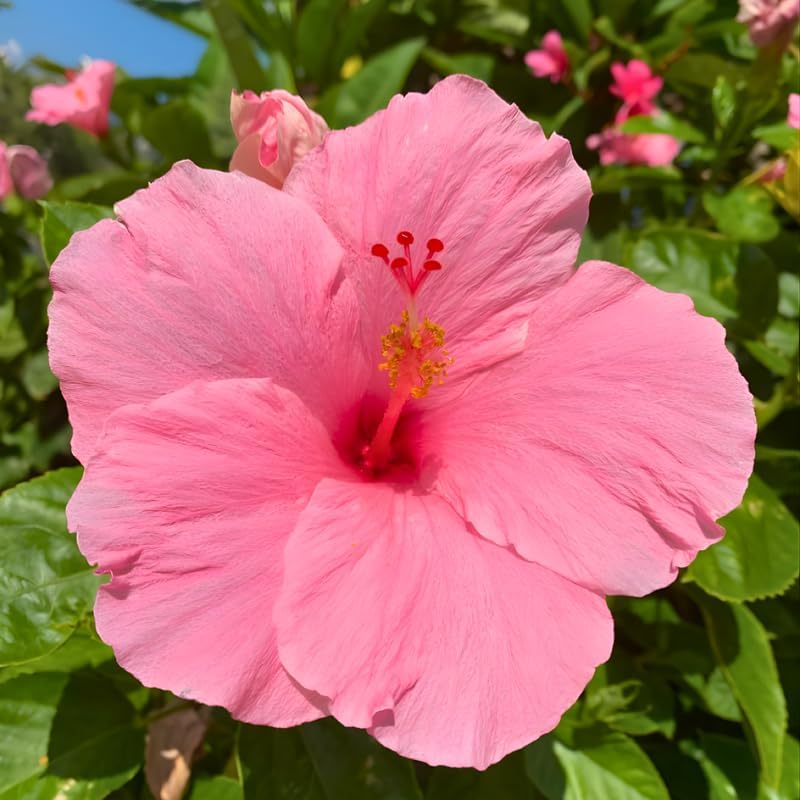 2 Pink Althea Live Plants (Rose of Sharon) | 12–18 Inch Tall Flowering Trees | Pink -Flowering Hibiscus Shrubs for Outdoor Planting, Landscaping & Garden Beds