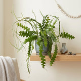 RIC Rac Cactus Live Plant in 4" Inch Pot | Low-Maintenance Indoor Cactus for Shelves and Hanging Displays | Beautiful Gift for Plant Lovers