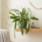 2 Zigzag Fishbone Cactus Plant in 3" Pot, Well-Rooted, Exotic Hanging Succulent, Fragrant Night-Blooming Flowers, Ideal for Home and Office Décor