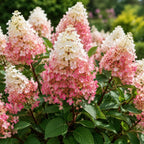 Little Quick Fire Hydrangea Plants Live, Live Hydrangea Plant in Quart Pot, Well-Rooted Cold-Hardy Shrub, Two-Toned Blooms for Gardens