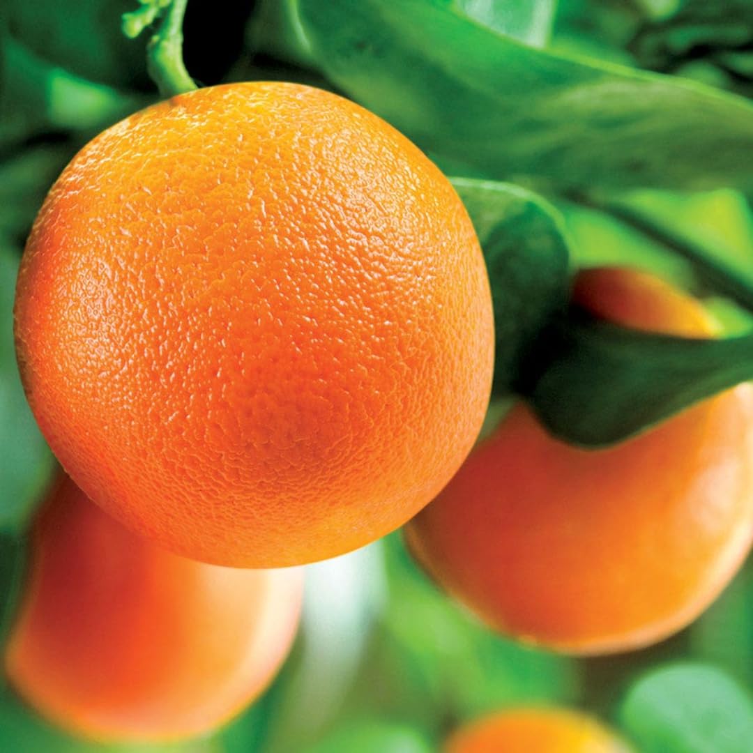 Fresh Blood Oranges Live Plants | 2.5–3 Ft Live Citrus Plant | Hardy Easy-Grow Edible Fruit Tree for Home Gardens & Patios | No Ship to CA,HI,AK