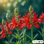 10 Red Cardinal Flower Roots, Easy to Grow, Fast Growing, Perennial Wildflower with Vibrant Blooms, Ideal for Garden Beds & Borders