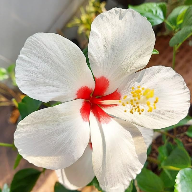 2 Red Heart Althea Rose of Sharon Live Plant | 12–18 Inch Tall | White Hibiscus Plant Featuring Red Center Flowers | Hardy Outdoor Flowering Shrub for Garden, Yard & Landscape Planting