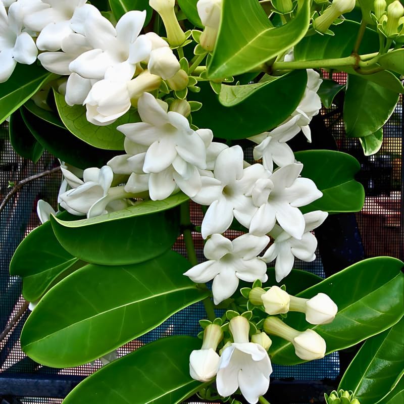 Bridal Wreath Jasmine Jasmine Plant Live in 4 Inch Pot | Live Jasmine Plant | Jasmin Plant for Indoor | Easy Care Flowering Plant for Home & Office Decor