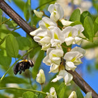 2 Honey Locust Native Seedling Trees | Honey Locust Live Plants for Outdoor Growing | 1–2 Ft Tall Young Trees | Suitable for Shade and Open Landscapes