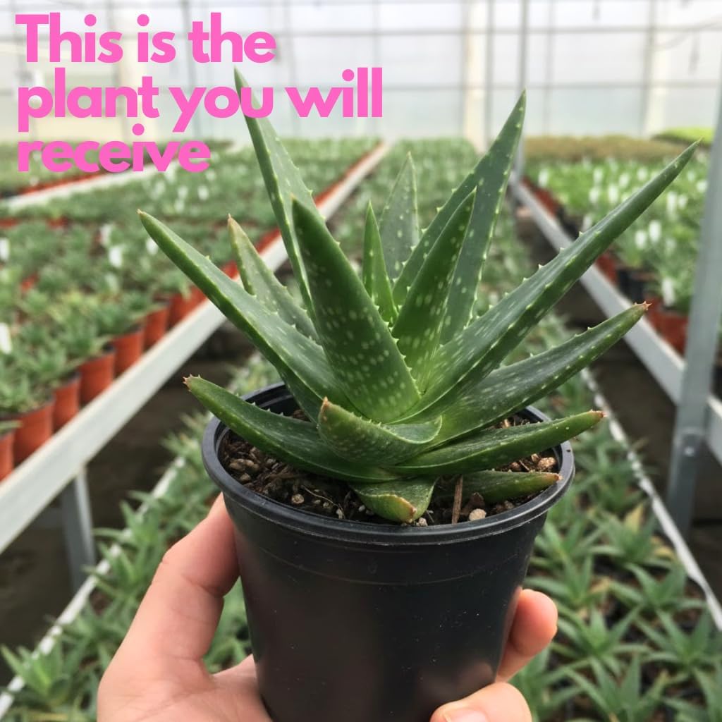 Live Aloe Plant for Planting| Aloe Vera Chinensis Plant in Size 4 Inch Pot | Suitable for Home Garden, Office, and Outdoor Beds | Fully Rooted Houseplant for Indoor Décor, Easy Care & Gift Giving