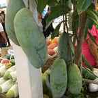 Mun Kun Si Tropical Mango Tree 2.5–3 Ft | Sweet Mango Fruit Tree for Patio, Backyard & Landscape Use | No Ship to CA, HI, AK