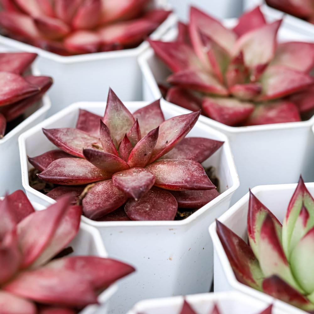 Live Succulent Echeveria Chroma, 2 Inch Pot Rare Succulent Plant Live, Easy Care, Beautiful Vibrant Color for Indoor Décor, Desk & Small Spaces