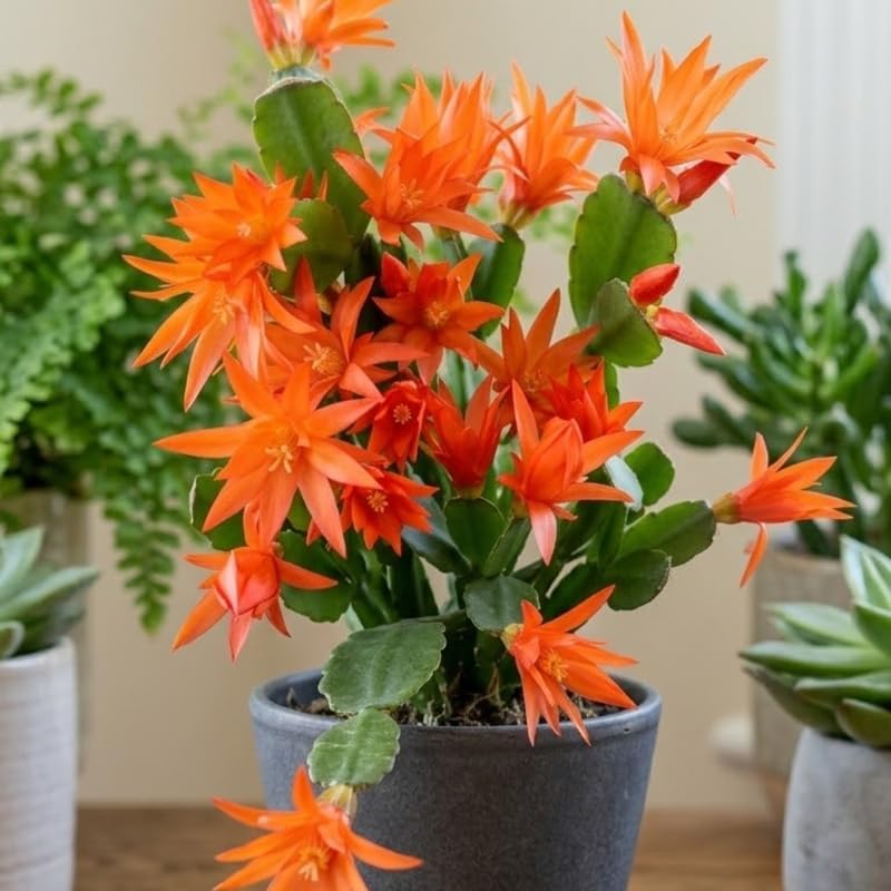 Light Orange Easter Cactus Live Plant 3 Inch Tall – Flowering Indoor Holiday Cactus with Soft Orange Blooms, Easy Care Easter Cactus Plants Live for Home, Office or Gift