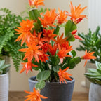 Light Orange Easter Cactus Live Plant 3 Inch Tall – Flowering Indoor Holiday Cactus with Soft Orange Blooms, Easy Care Easter Cactus Plants Live for Home, Office or Gift