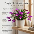Orange Christmas Cactus Plant, 5-6 Inch Tall, Winter Blooming Succulent Starter for Home Décor, Low Maintenance Plant for Bright Indoor Spaces and Holiday Gifts