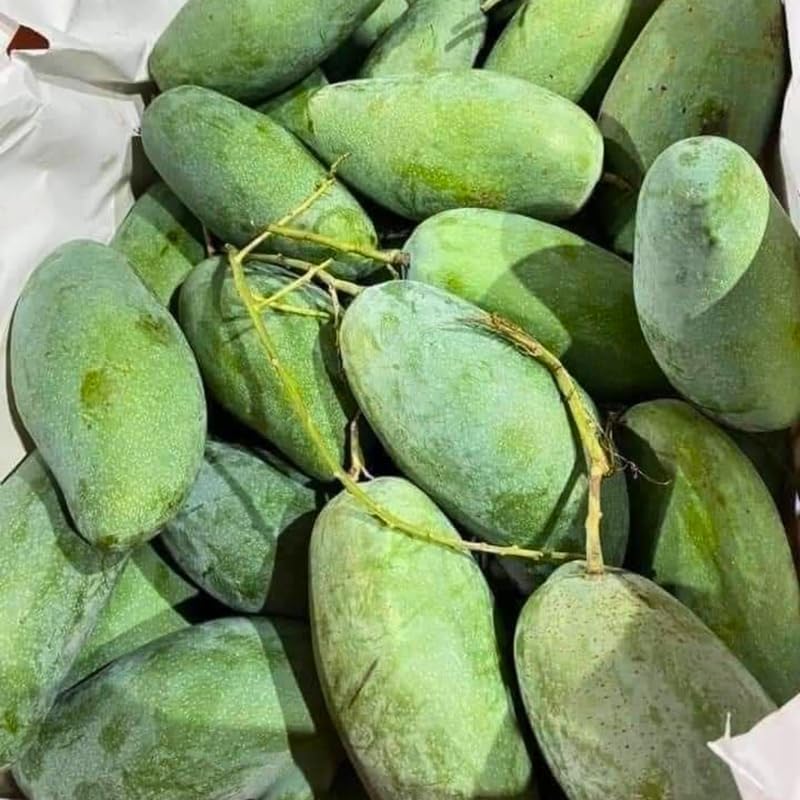 Keo Savoy Mango Trees Live Plants 2.5–3 Ft | Rich Sweet Mango Variety | Tropical Fruit Tree for Outdoor Growing | No Ship to CA, HI, AK