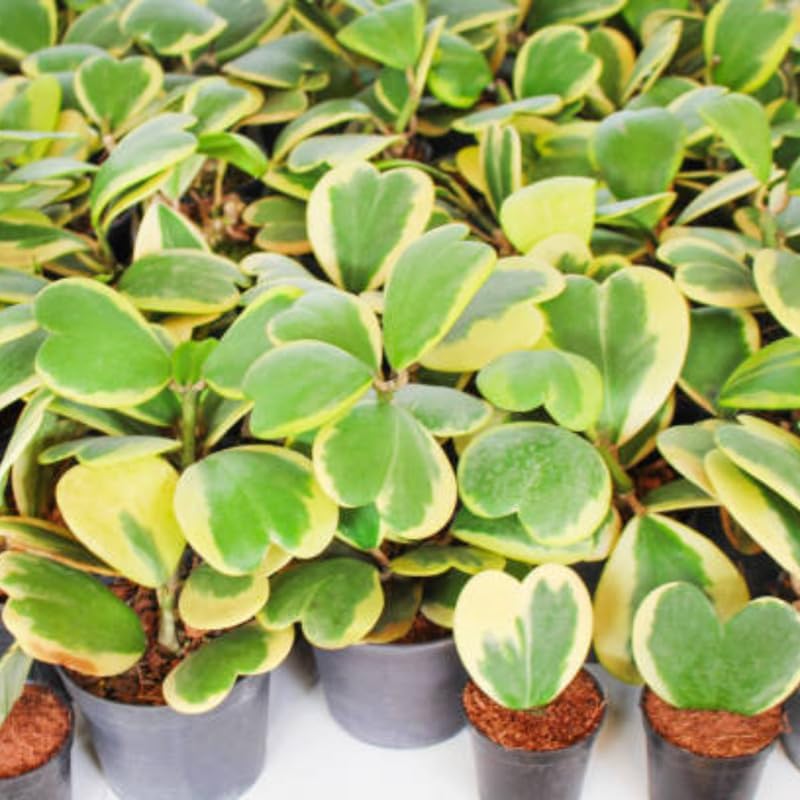 Variegated Hoya Kerrii Heart Plant Live, 2 Inch Pot, Potted Heart-Shaped Succulent, Yellow and Green Indoor Plant for Desks and Gifts