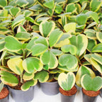 Variegated Hoya Kerrii Heart Plant Live, 2 Inch Pot, Potted Heart-Shaped Succulent, Yellow and Green Indoor Plant for Desks and Gifts