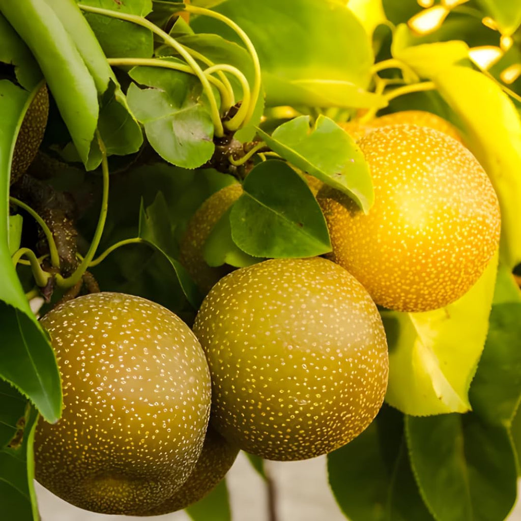 Hosui Asian Pear Trees Live Plants| 2.5–3 Ft Live Potted Tree | Sweet Juicy Fruit Tree for Indoor & Outdoor Spaces | No Ship to CA,HI,AK