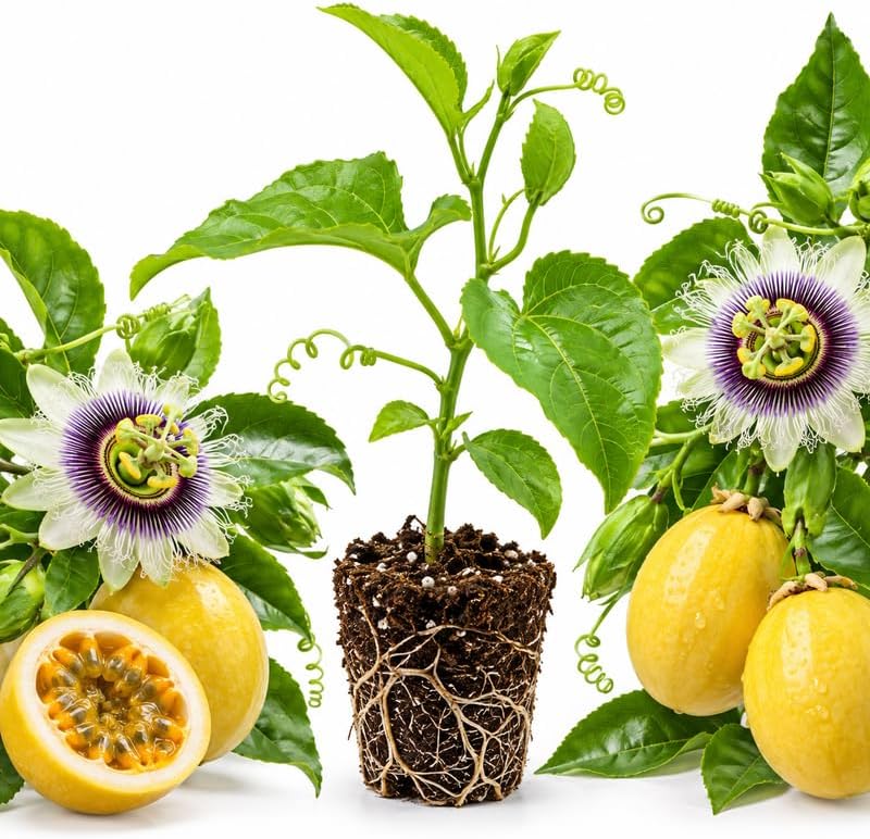 Giant Granadilla Passion Fruit Tree Live Plant, 3-6" Passion Fruit Plant
