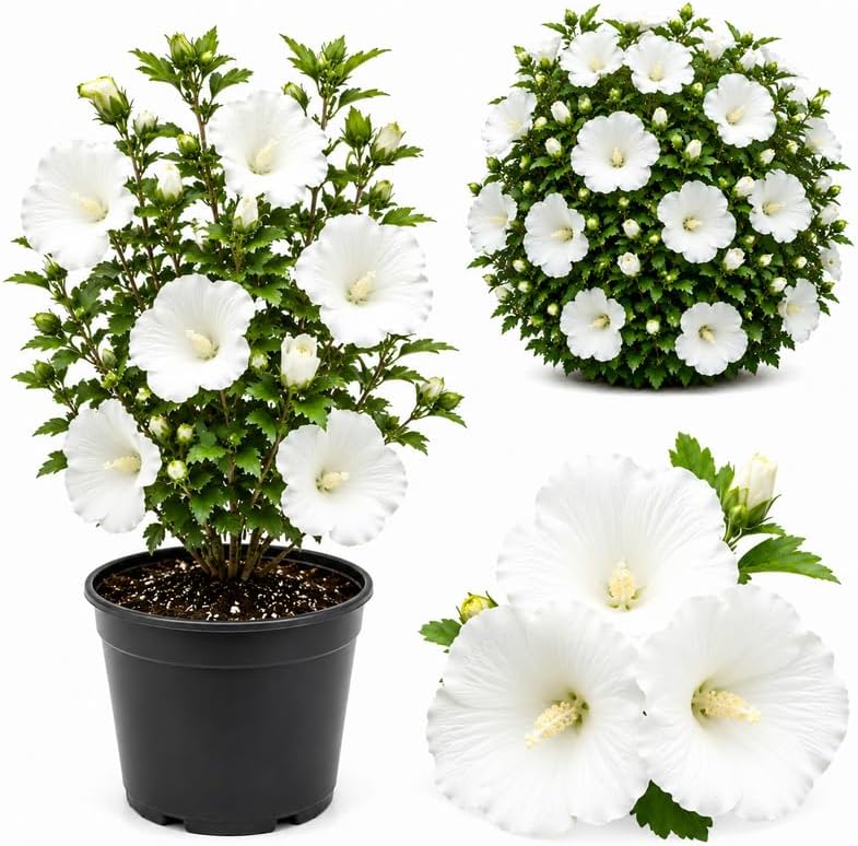 White Althea Live Plants (Rose of Sharon), 8-12" Tall Quart Pot Flowering Trees, Hibiscus Shrubs for Outdoor Planting, Landscaping & Garden Bed